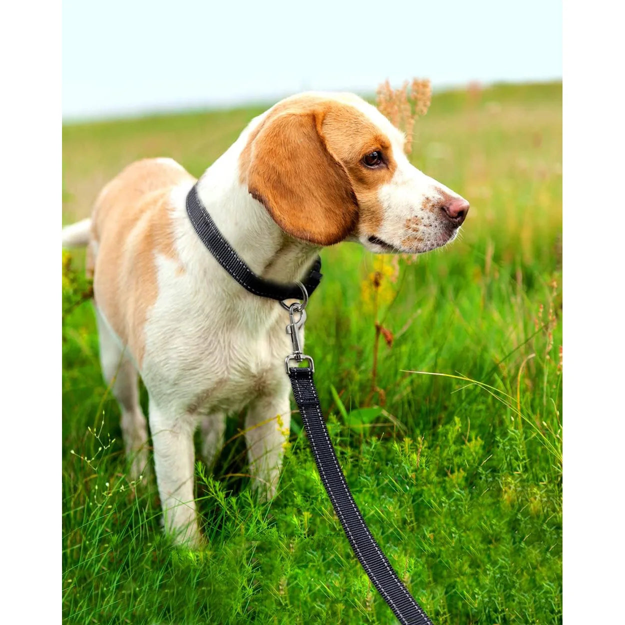 Reflective Dog Leash | Soft Padded Handle for Small & Medium Dogs