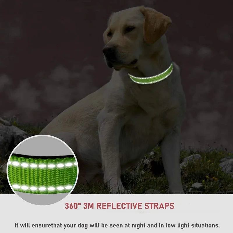 Decorative Dog Collar | Adjustable & Stylish for Small & Medium Dogs