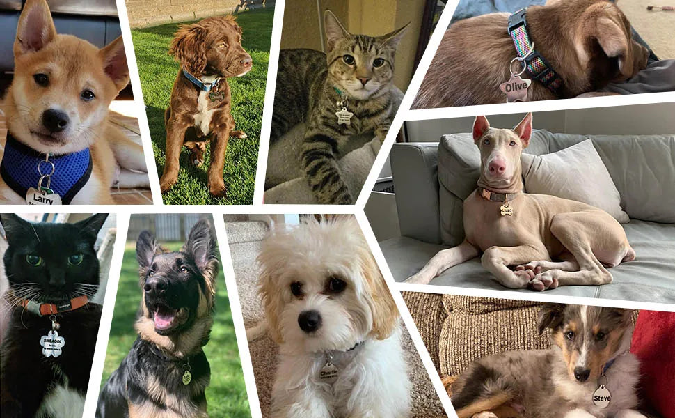 Personalized Pet Name Tag