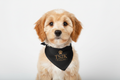 Cavapoo with Black Bandana