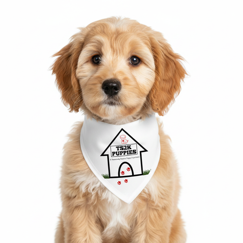 Cavapoo wearing TS2K Puppies branded bandana with full dog house logo
